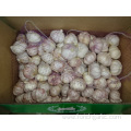 Normal White Garlic New Crop Fresh 2019